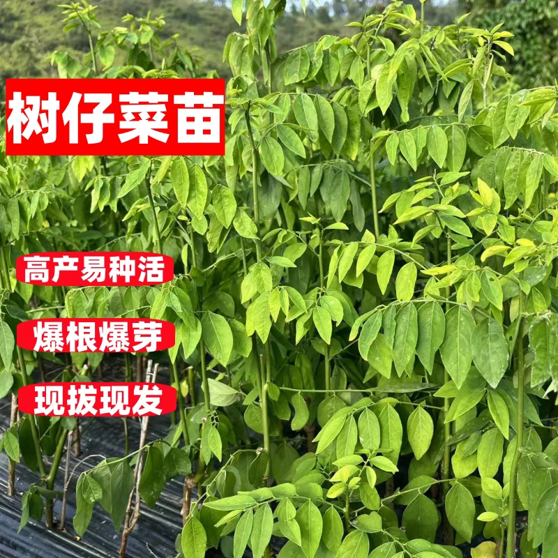 树仔菜苗新鲜海南五指山野菜天绿香苗潮汕树菜守宫木高产阳台盆栽