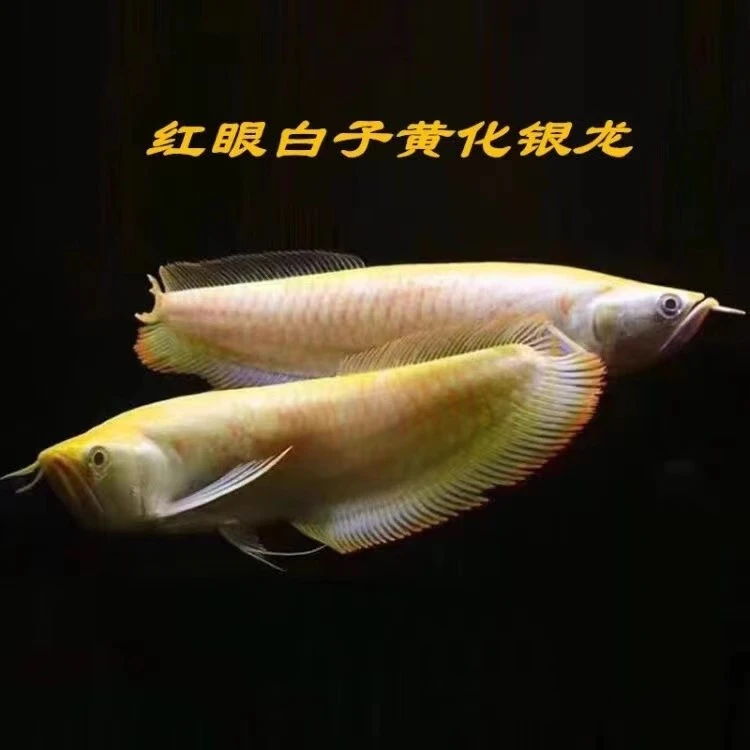 黄化红眼白子银龙鱼观赏鱼金龙鱼红龙鱼招财鱼风水鱼鱼苗活体