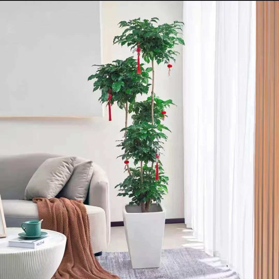 多层幸福树飘枝造型 爆款室内好养绿植吸甲醛净化空气-星花怒放