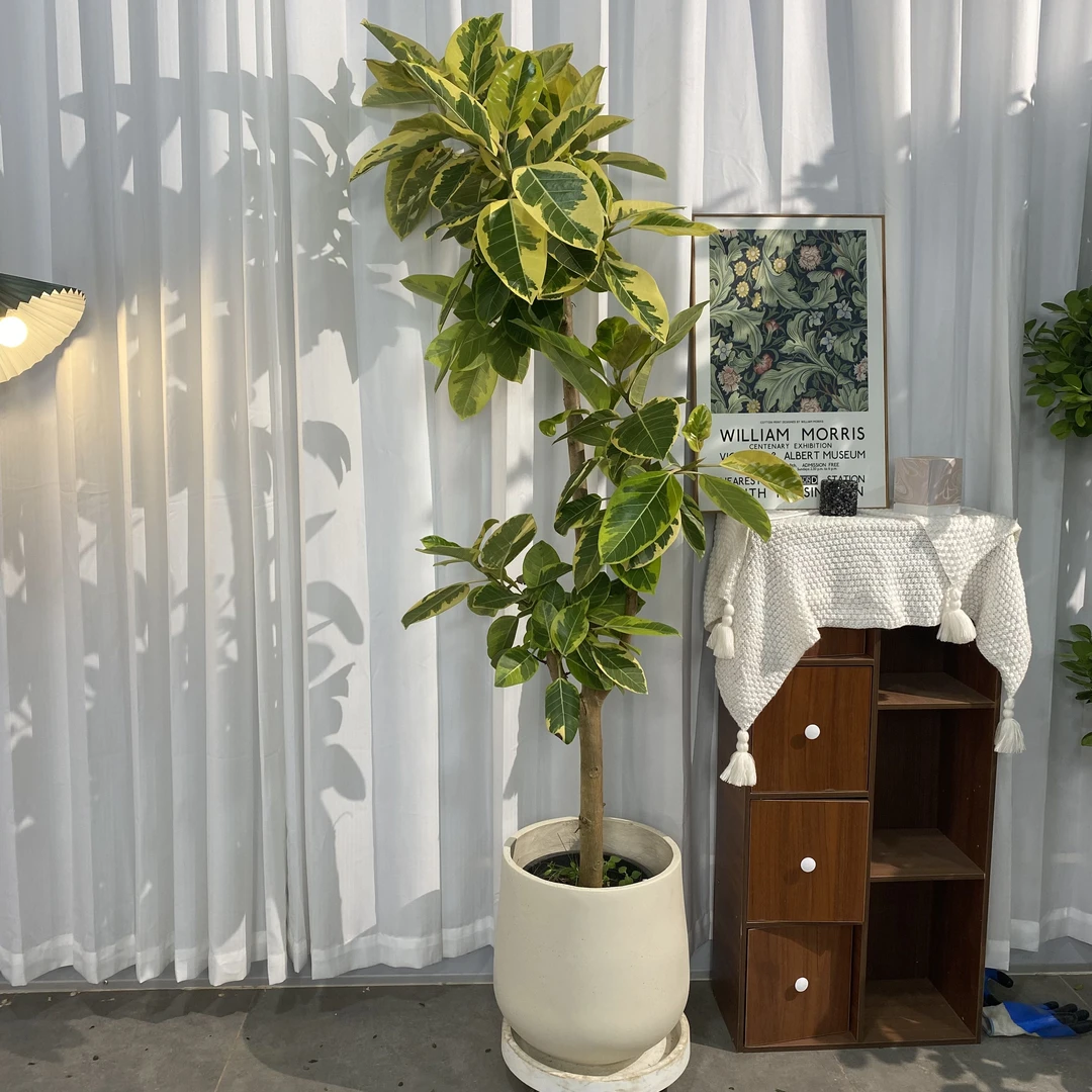 黄金榕盆景花叶橡皮老桩客厅高端造型植物观叶网红简单种植大叶