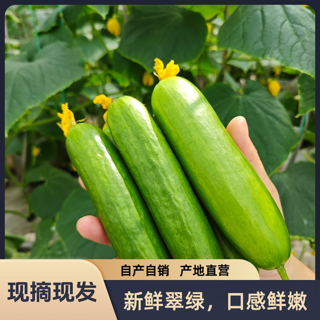 山东水果小黄瓜现摘产地直销品质保证无刺生吃清爽脆代餐自种营养