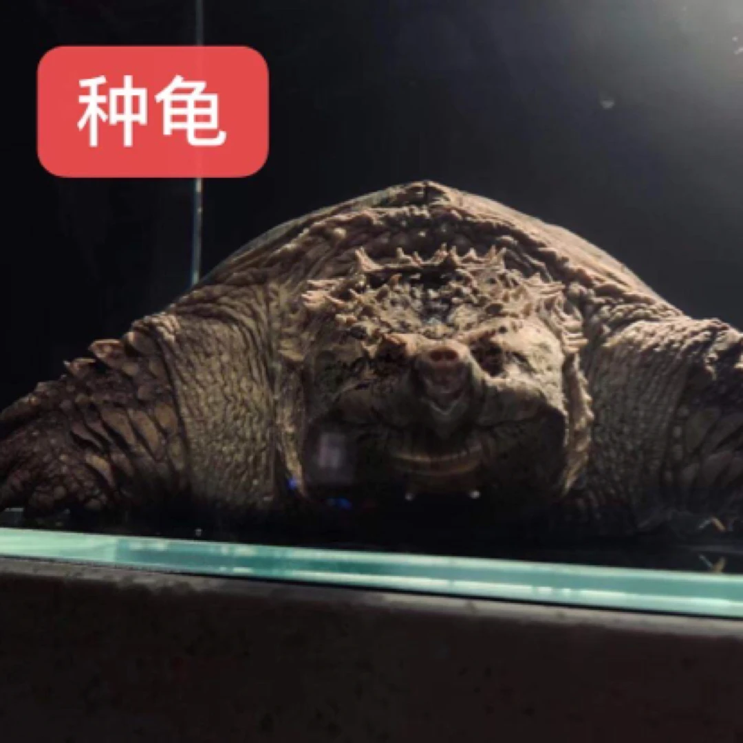 霸气纯佛观赏小乌龟原种纯佛暴刺大头宽脸宠物、原种大头纯佛,黑佛