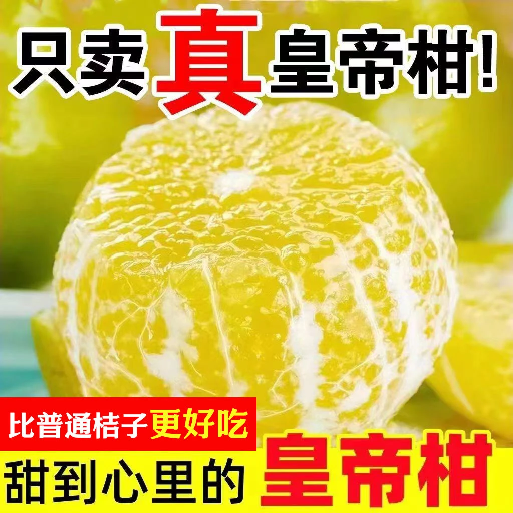 正宗广西皇帝柑新鲜水果应季桔子薄皮皇帝柑砂糖橘子蜜桔超甜批发