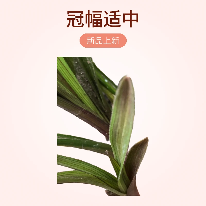 惠兰原头红香妃精品