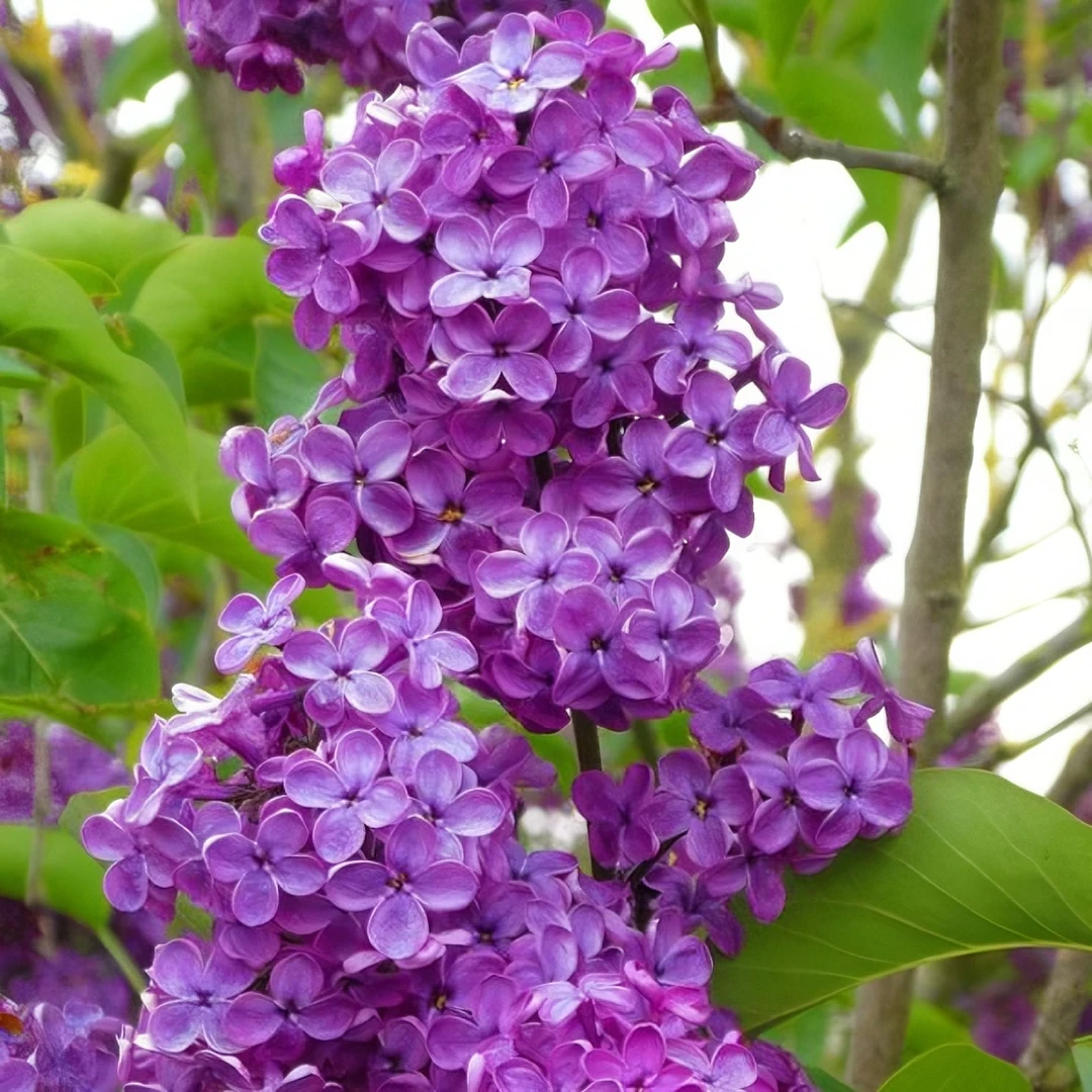 丁香花树苗庭院阳台地栽盆栽紫丁香花苗耐寒浓香别墅花园绿化开花