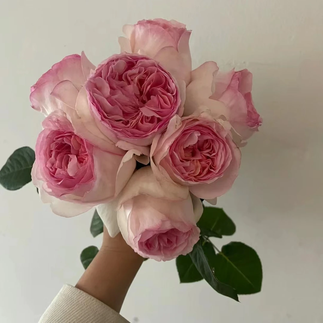 成都月季 佛山仓 伊芙乙女心 大花浓香