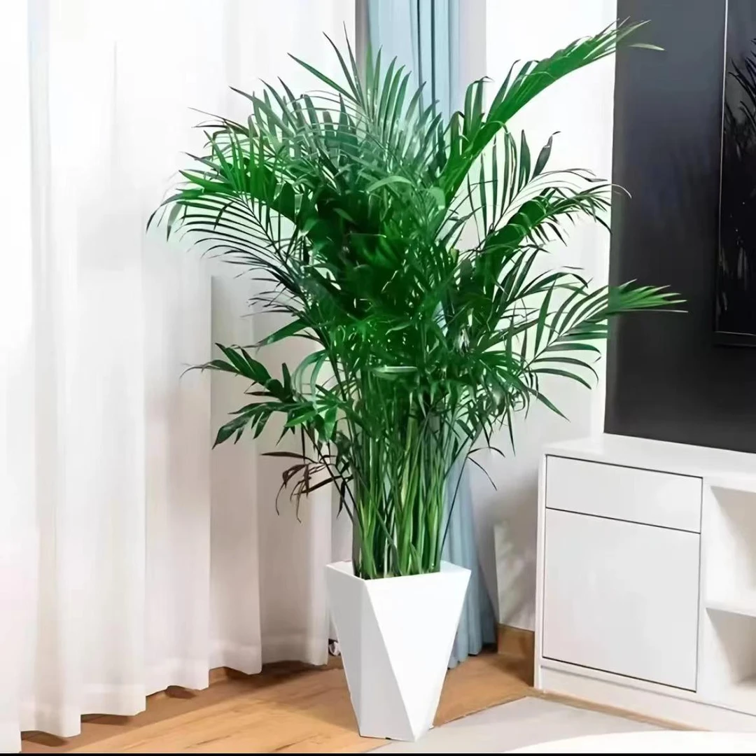 【1.1-1.2米】富贵椰子散尾葵室内室外客厅大型绿植大颗落地