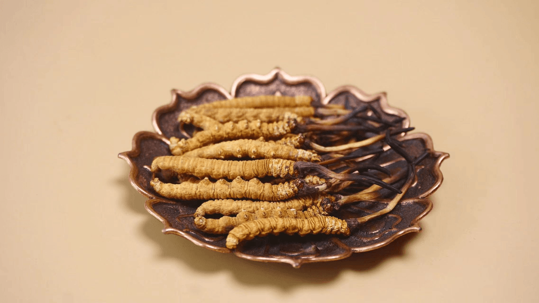 虫草一条