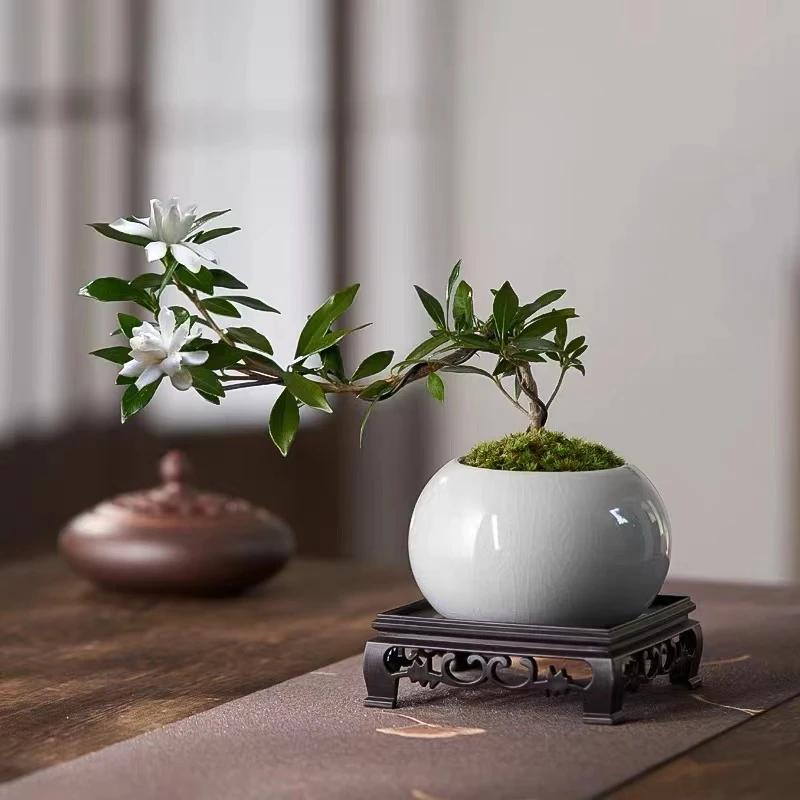 海岛栀子熟桩茶空间绿植室内阳台栀子花盆景一物一拍