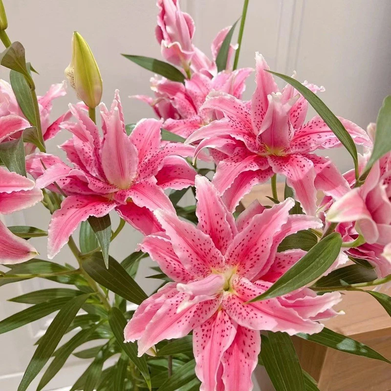 香水进口重瓣浓香型四季开花好养易活室内花卉盆栽百合种球