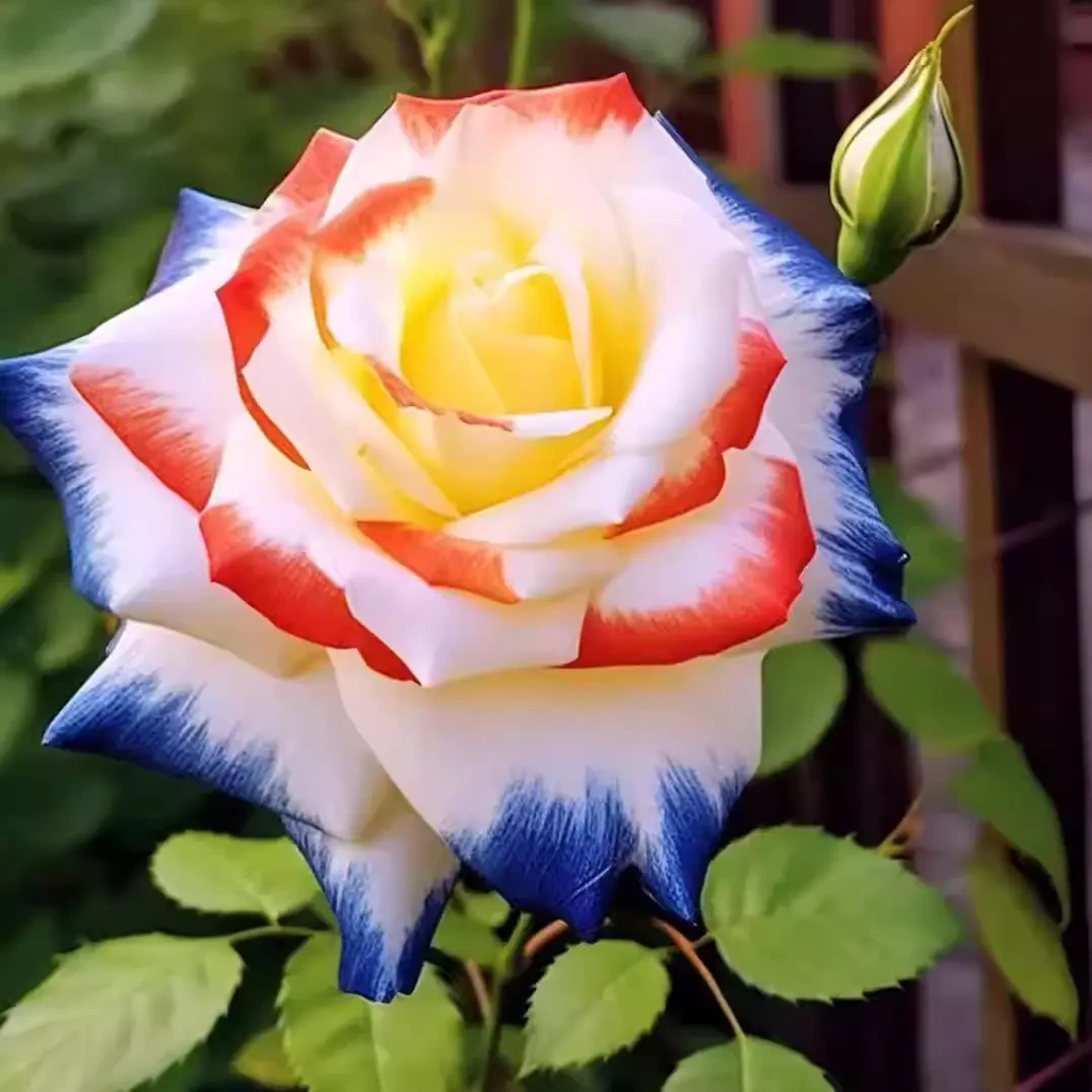 【稀有仙女玫瑰】花苗老桩室内室外四季开花浓香型阳台绿植多头开花