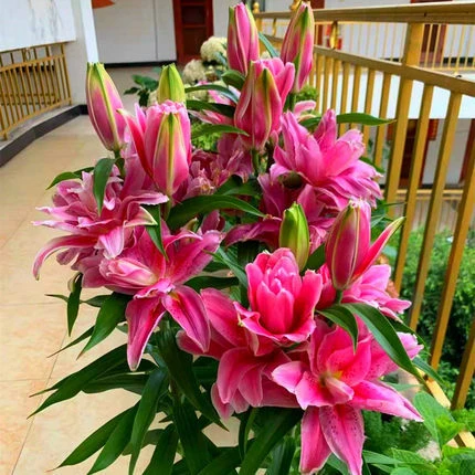 稀有新品重瓣香水百合种球四季开花室内外盆栽鲜花浓香型易开花