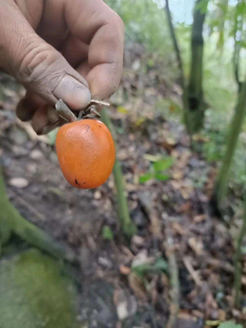 植物花奔。一物一拍直播间为准