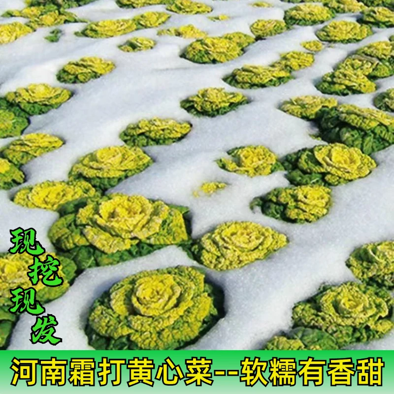 5斤矮杆黄心乌塌菜新鲜现挖农家自种