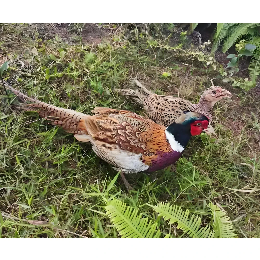 高山鲜新七彩山鸡大公鸡母鸡鲜新顺丰包邮