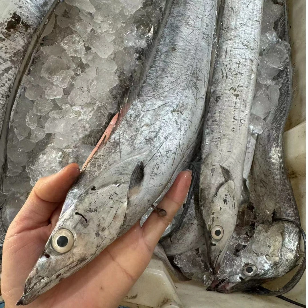 吕四渔港  小眼睛  油带鱼