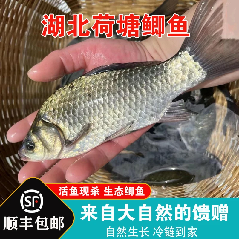 湖北农家荷塘新鲜土鲫鱼活鱼现杀食用炖汤鲫鱼营养3斤真空装顺丰