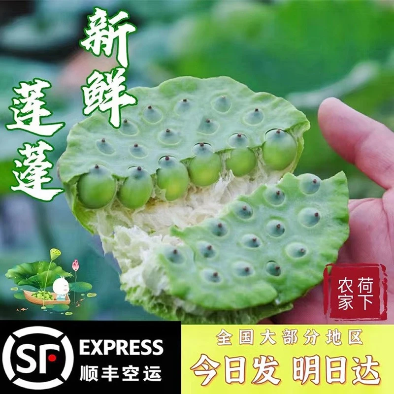 莲蓬新鲜现摘嫩莲子现剥莲子米生吃食用农产品湖北特产3斤空运
