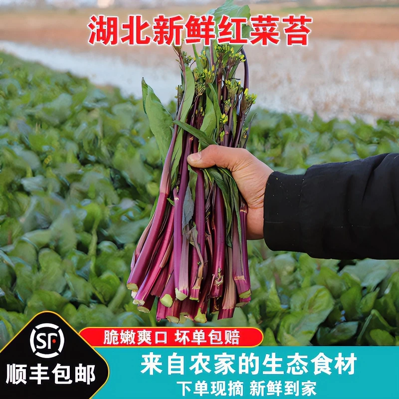 红菜苔新鲜湖北农家自种现摘紫菜苔打霜洪山菜薹油菜苔产地直销