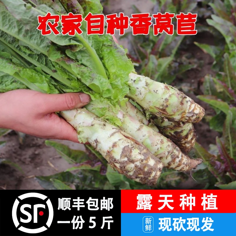 湖北新鲜莴笋农家自种莴苣紫叶香笋露天食用嫩青笋时令蔬菜5斤