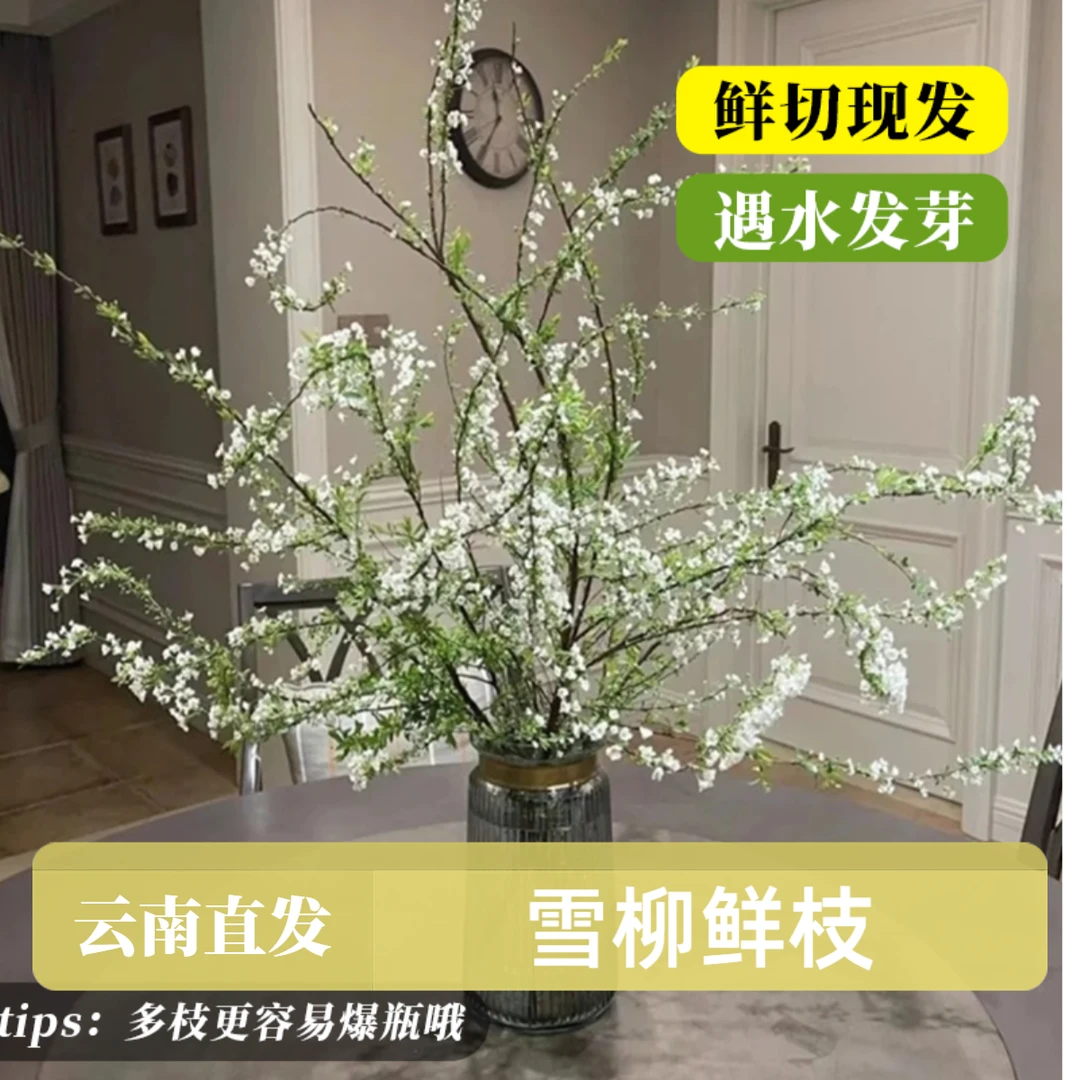 鲜枝雪柳【云南基地直发】云南雪柳水培耐寒遇水开花水培植物春日