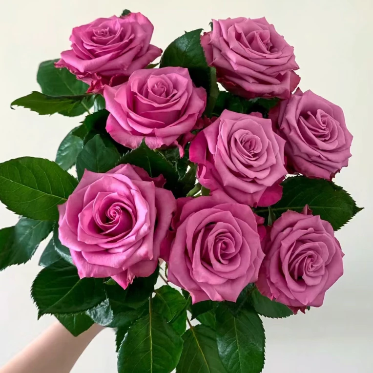 【嫣然】玫瑰2单正价包邮 偏远地区有运费 云南鲜花直发