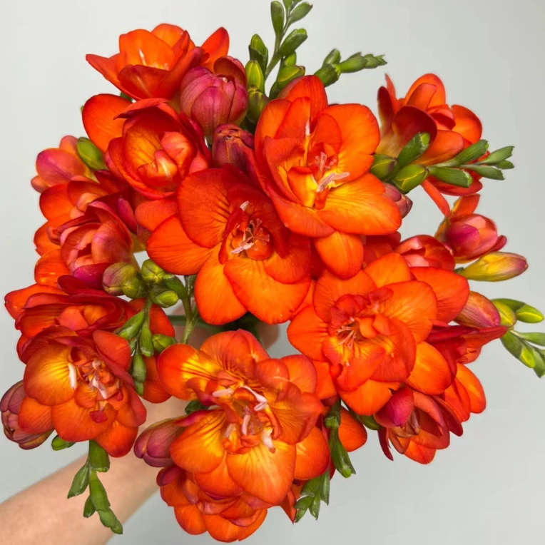 【 甜杏纱 香雪兰】任意不含加购商品两单包邮，偏远10元运费