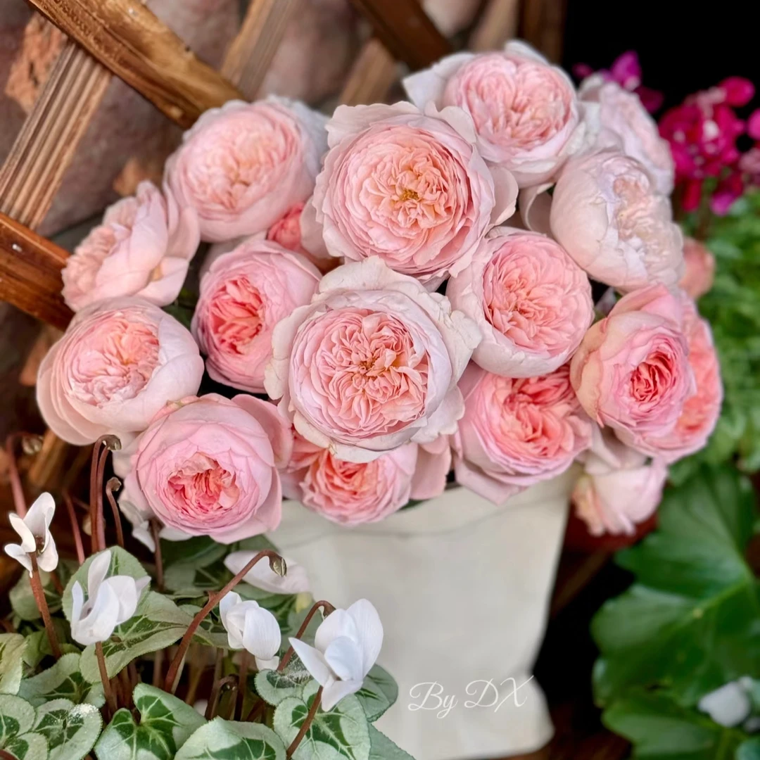 【怦然心动】玫瑰鲜花/花束 云南鲜花基地直发