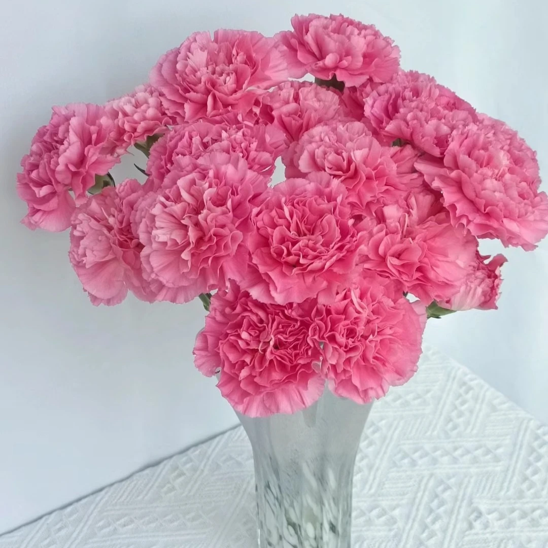 【小桃红】康乃馨不包邮一个运费任意拍   云南鲜花基地直发