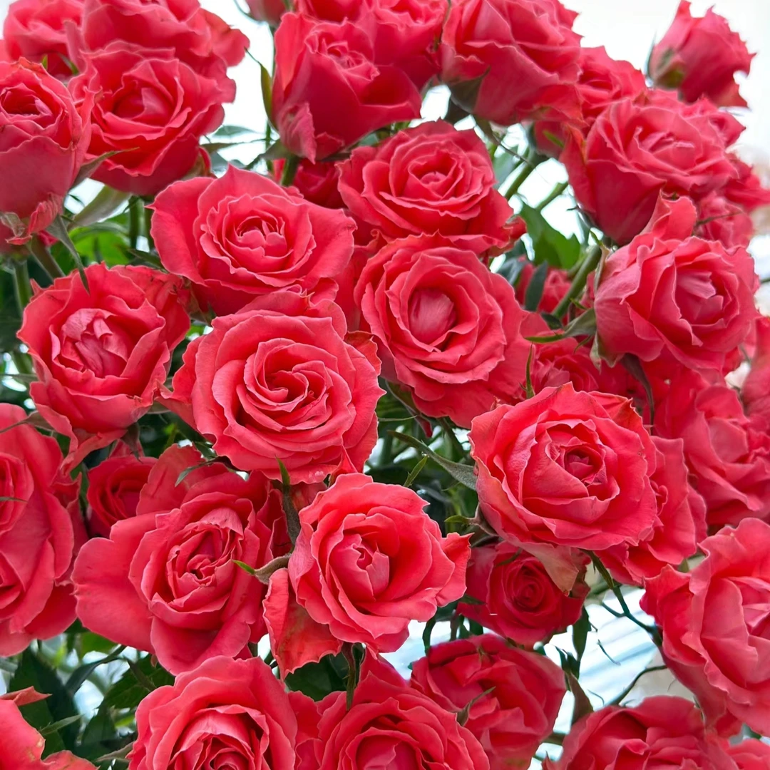 【夏末甜橘】玫瑰鲜花/花束 云南鲜花基地直发