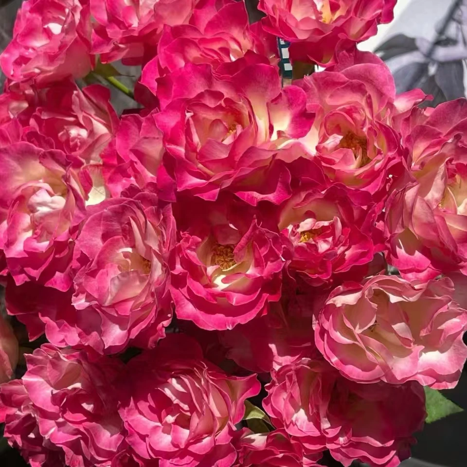 【银河】玫瑰鲜花/花束 云南鲜花基地直发