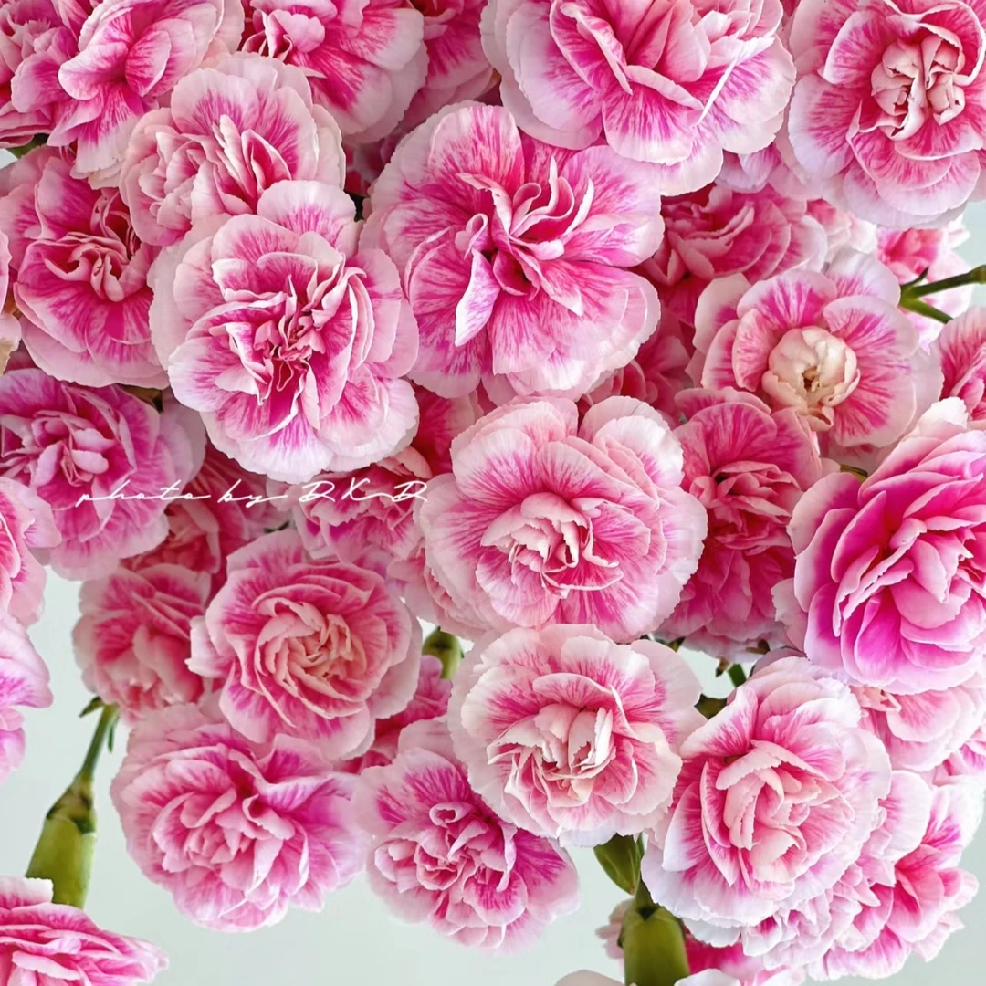 【西瓜太子多头康乃馨】2单正价包邮 偏远地区有运费 云南鲜花直发