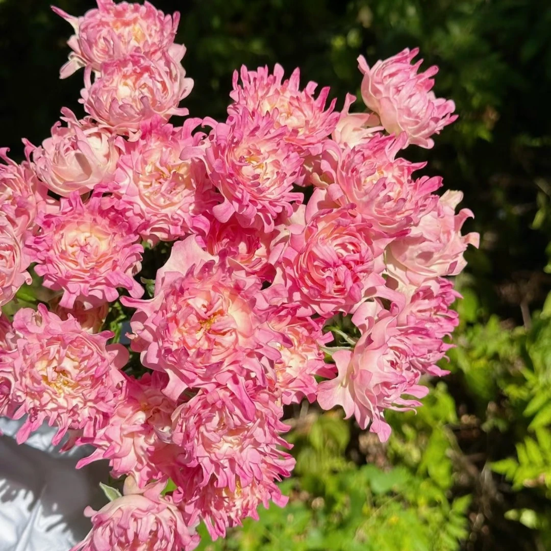 百利信 【风筝】玫瑰家用鲜花/花束 云南鲜花基地直发