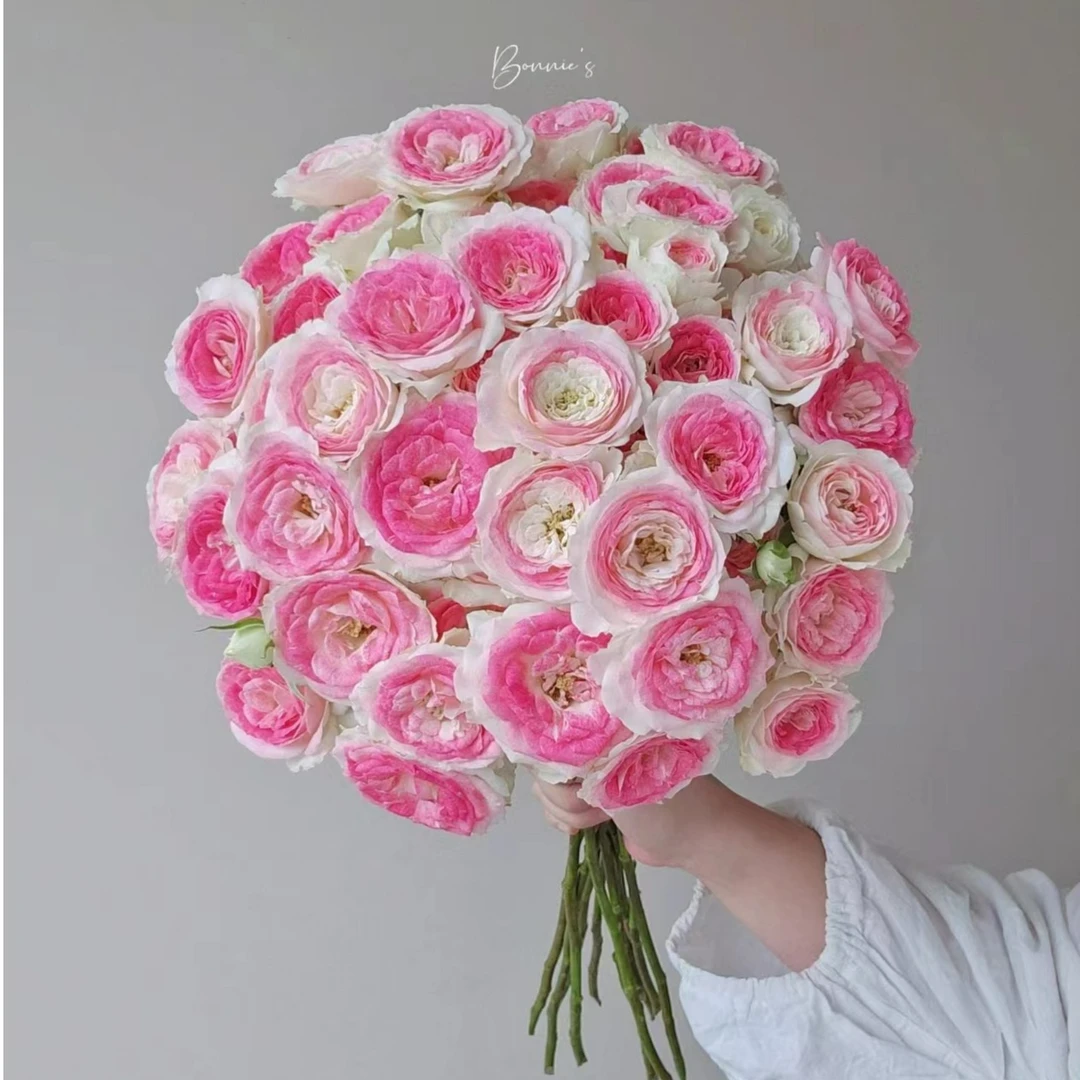 【午夜魔法】玫瑰不包邮一个运费任意拍有 云南鲜花直发