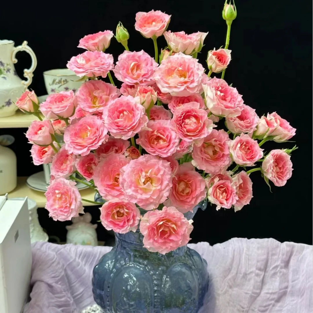 【春日序曲】玫瑰2单正价包邮，偏远地区有运费 南鲜花基地直发