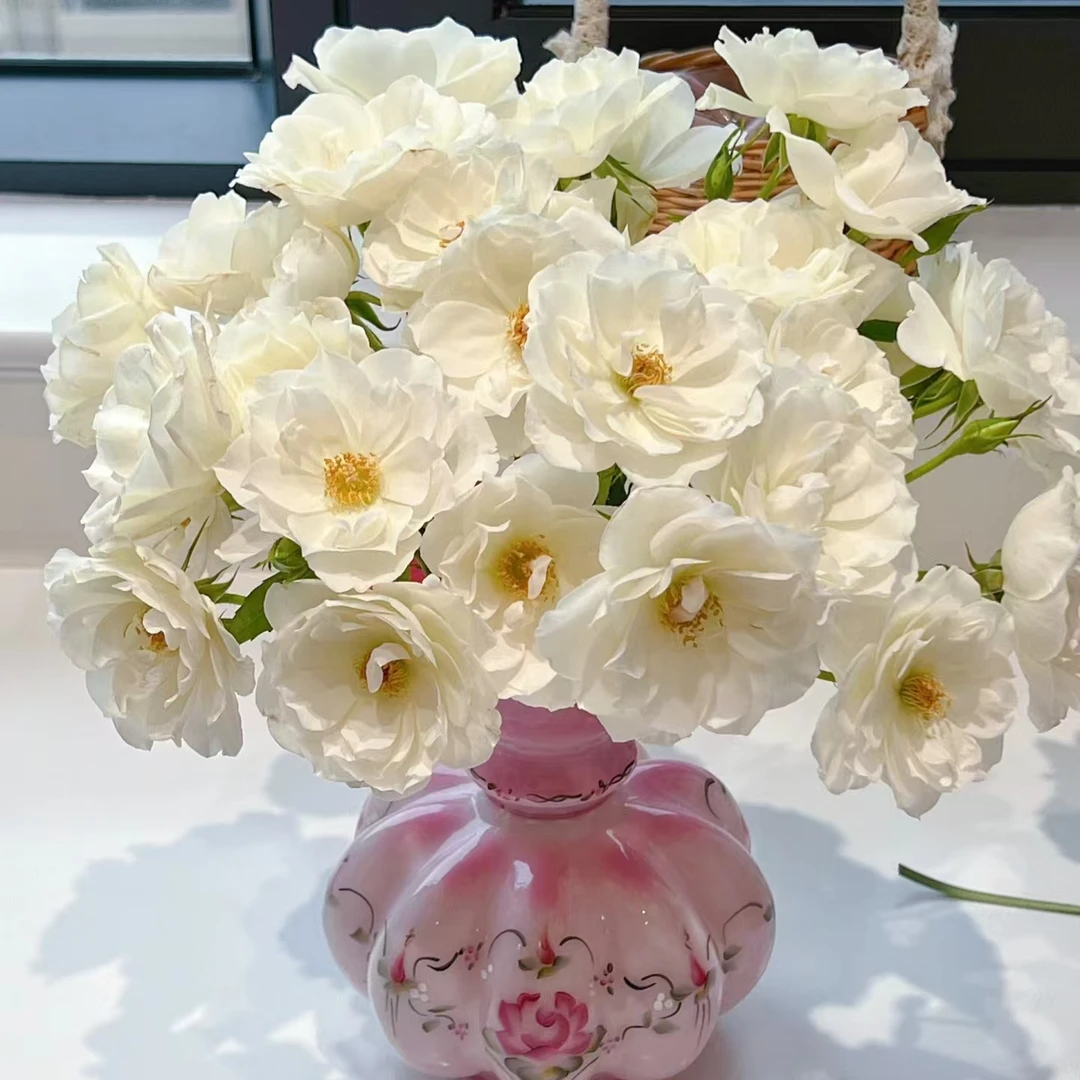 【白冰山】玫瑰鲜花/花束 云南鲜花基地直发