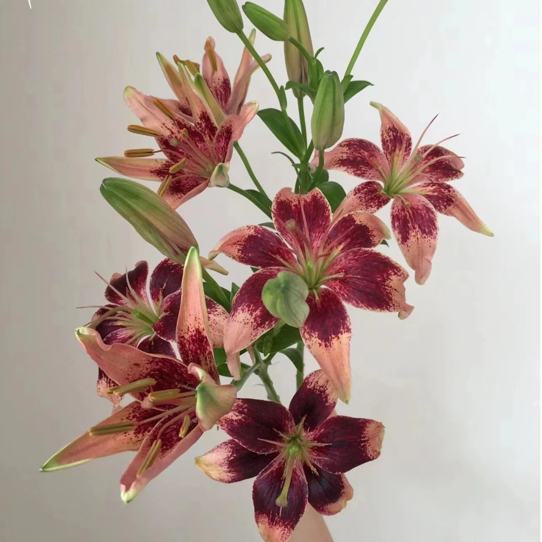 【苦咖啡】亚百合家用鲜花/花束   云南鲜花基地直发