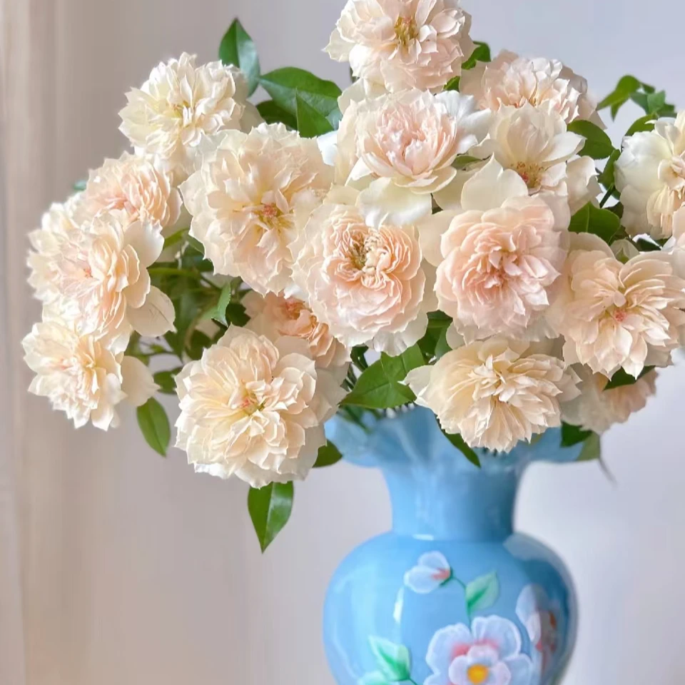 花物语【歌剧皇后】玫瑰鲜花/花束 云南鲜花基地直发