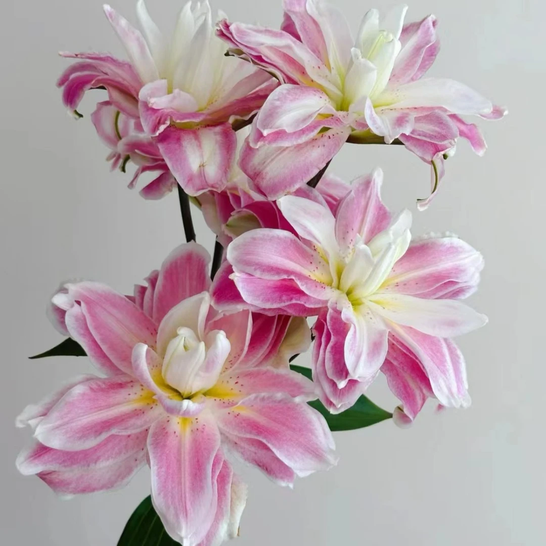 港货大叔【莲花之境】重瓣百合家用鲜花/花束   云南鲜花基地直发