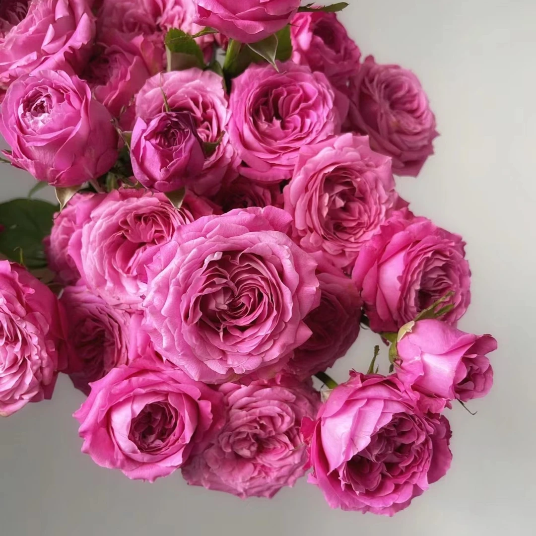 【多头长相思】玫瑰2单正价包邮 偏远地区有运费 云南鲜花直发