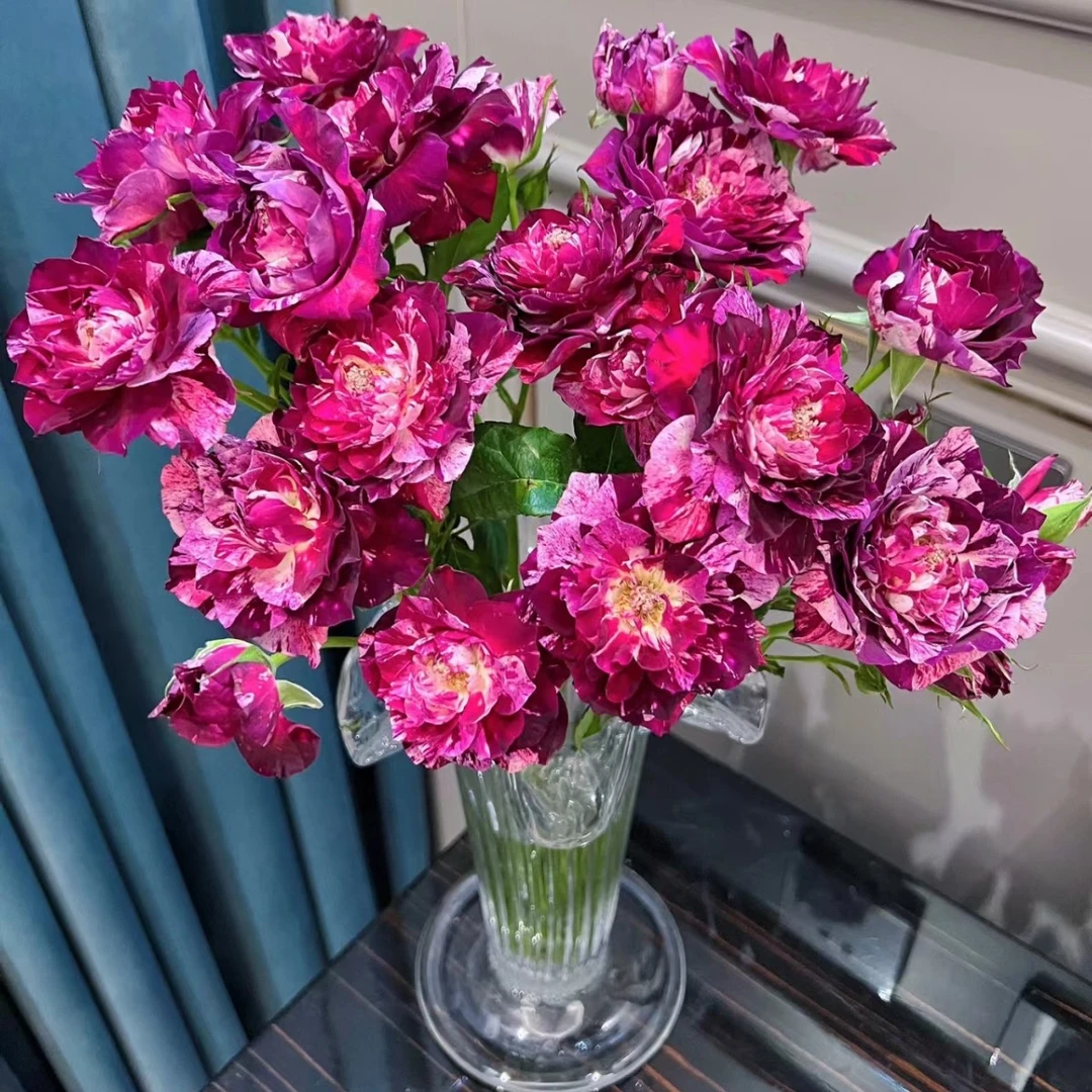 植艺【多头紫虎】玫瑰2单正价包邮，偏远地区有运费  云南直发