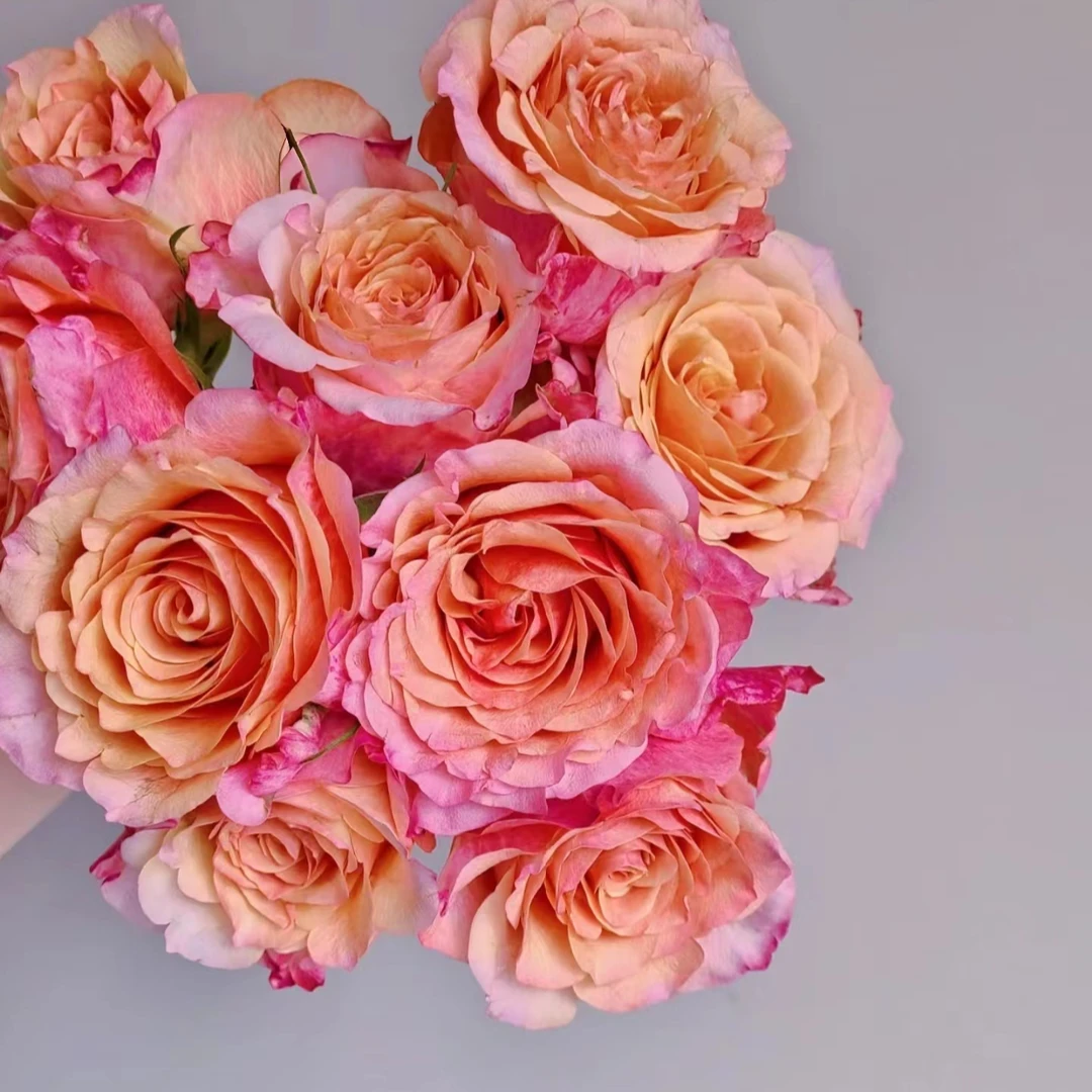 【贾布鲁尼】玫瑰鲜花/花束 云南鲜花基地直发