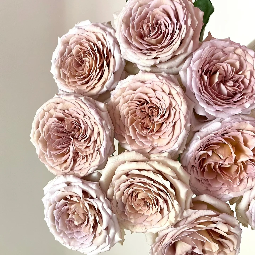 【半岛铁盒】玫瑰鲜花/花束 云南鲜花基地直发