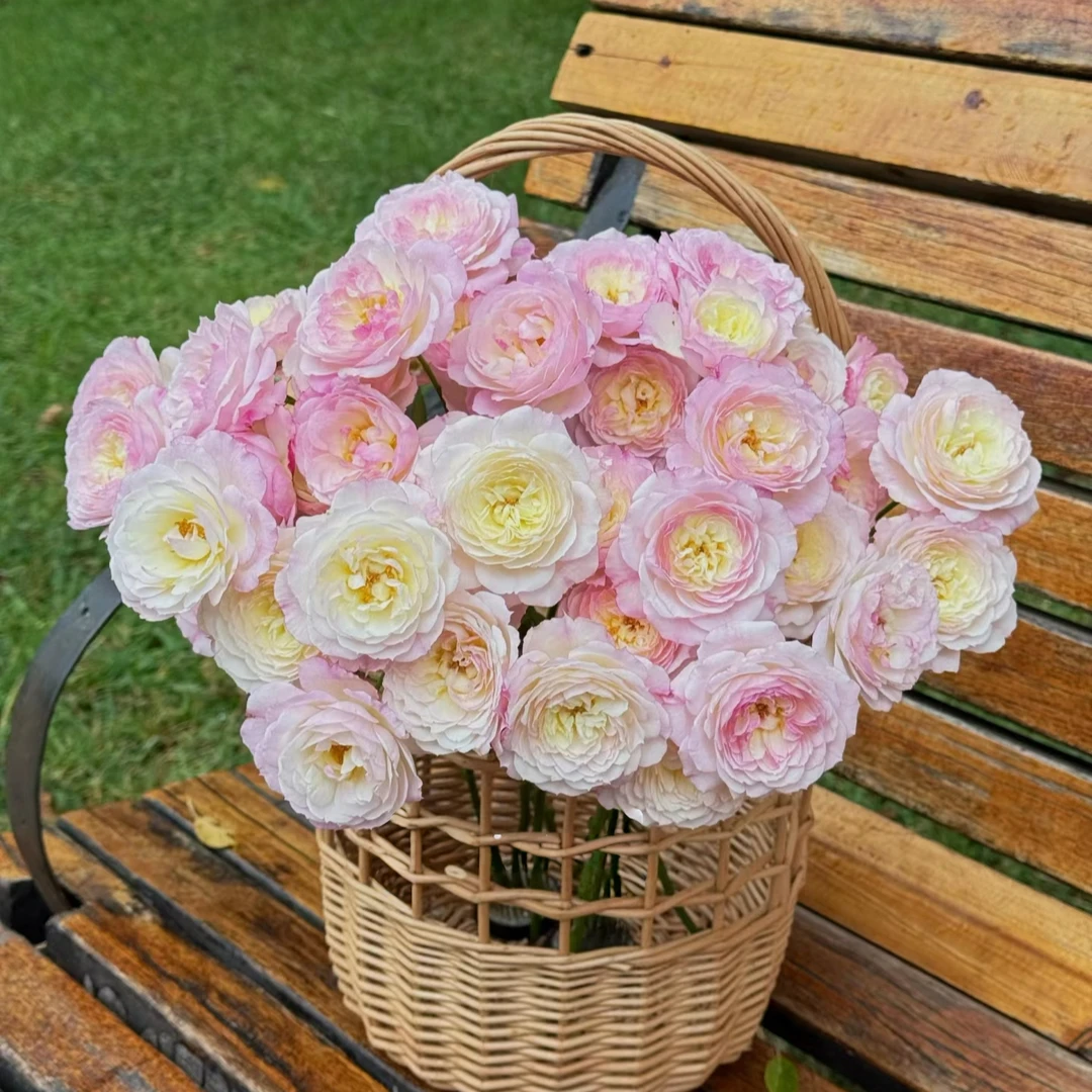 【明月仙子】玫瑰鲜花/花束 云南鲜花基地直发