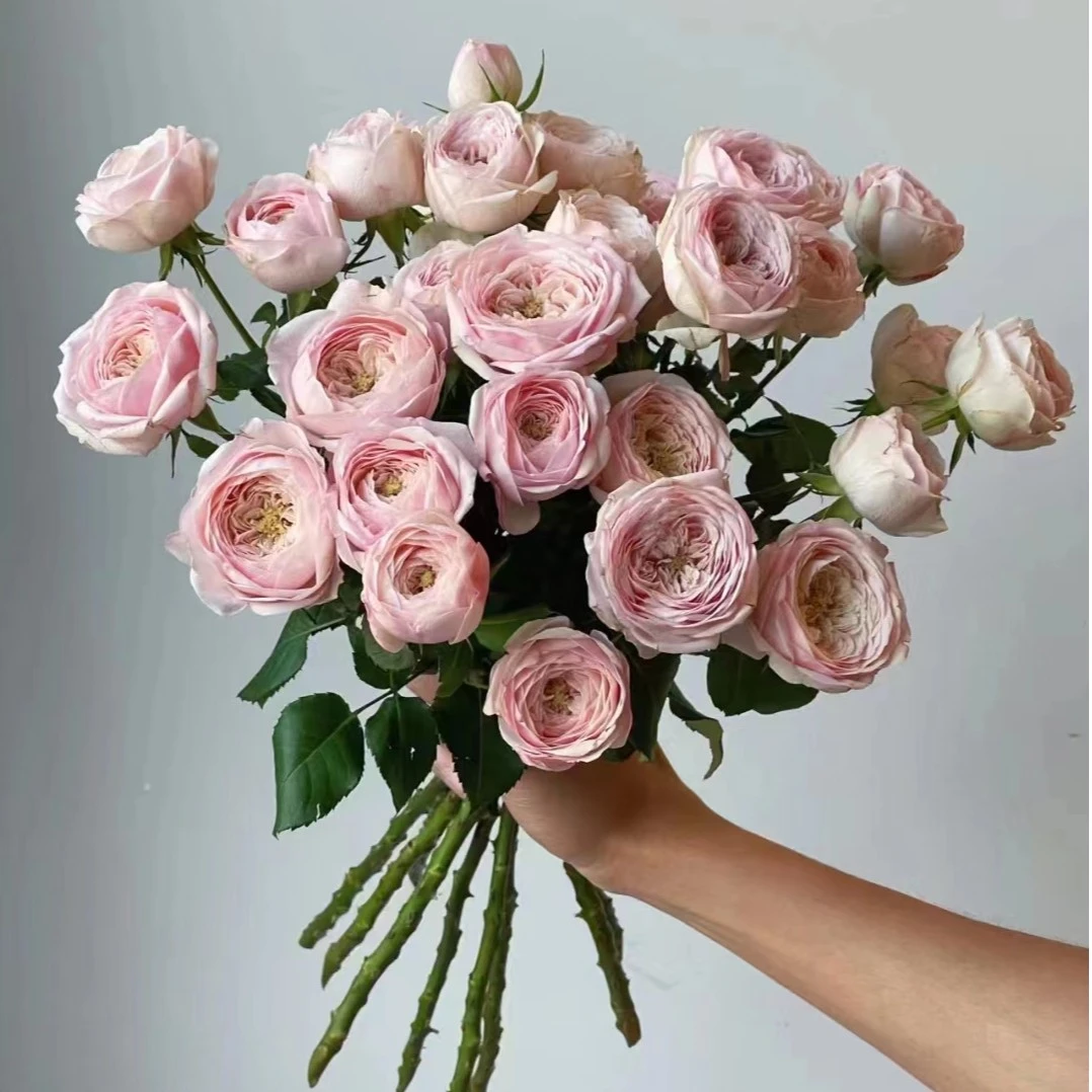 【酷皮】玫瑰不包邮一个运费任意拍  云南鲜花基地直发