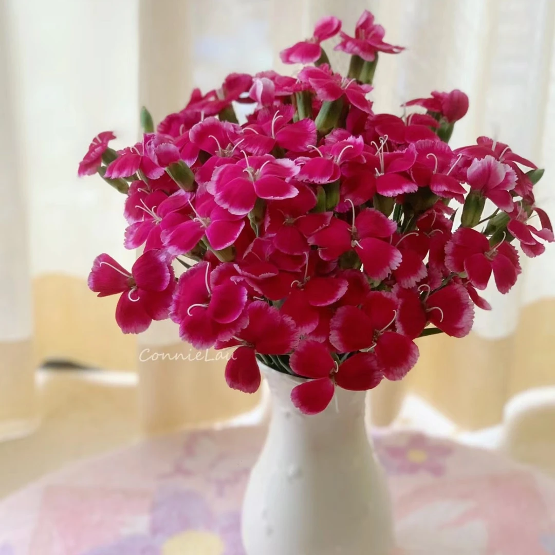 【山姆 娑罗蜜】家用鲜花/花束 云南鲜花基地直发