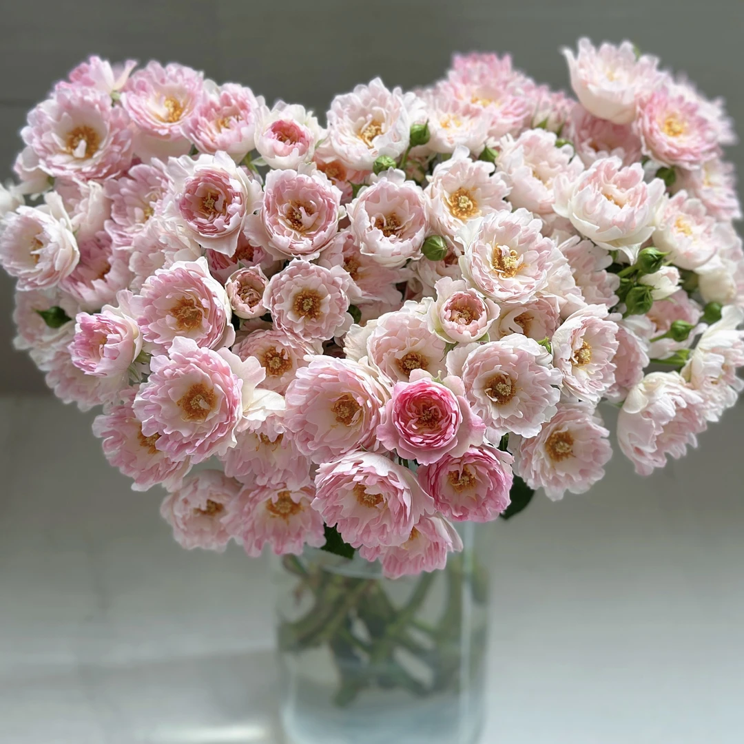 【梦幻海葵】玫瑰2单正价包邮，偏远地区有运费  云南鲜花基地直发