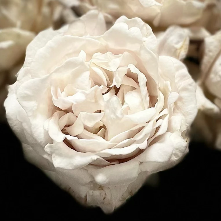 【乌龙少女】单头玫瑰鲜花/花束  云南鲜花基地直发