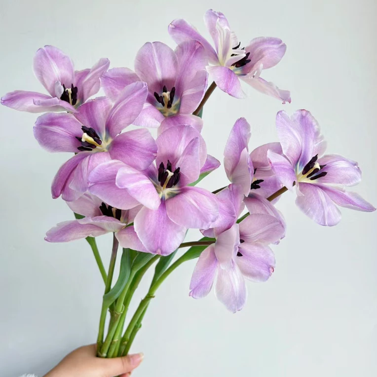 老王【紫薇郁金香】家用鲜花/花束美丽 云南鲜花基地直发