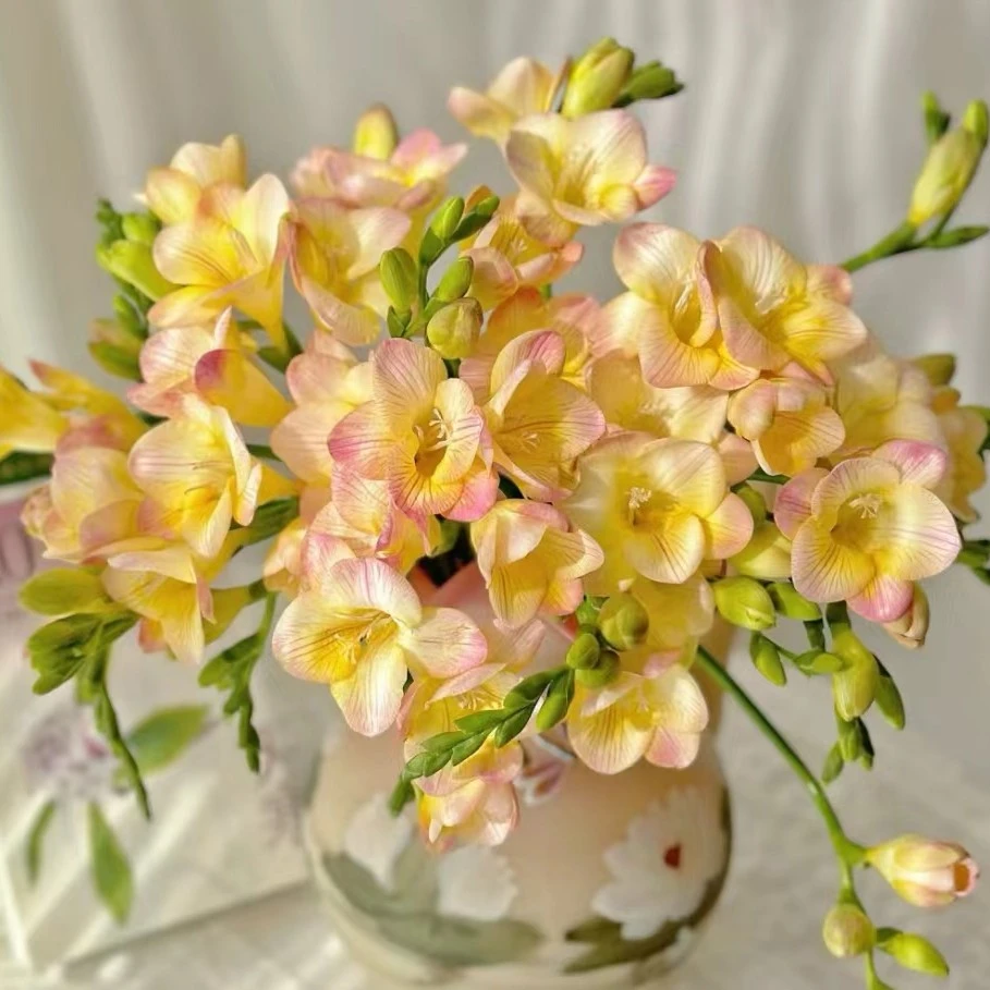 【马牌 天竺少女 香雪兰】任意不含加购商品两单包邮，偏远10元运费